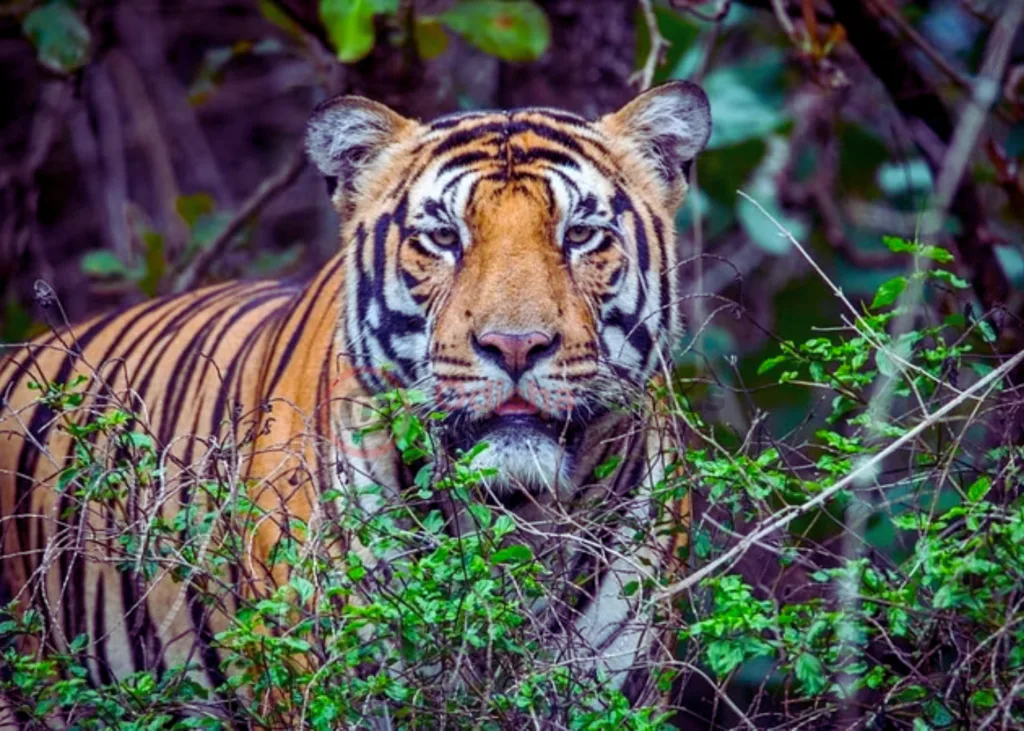 Similipal Tiger Reserve
