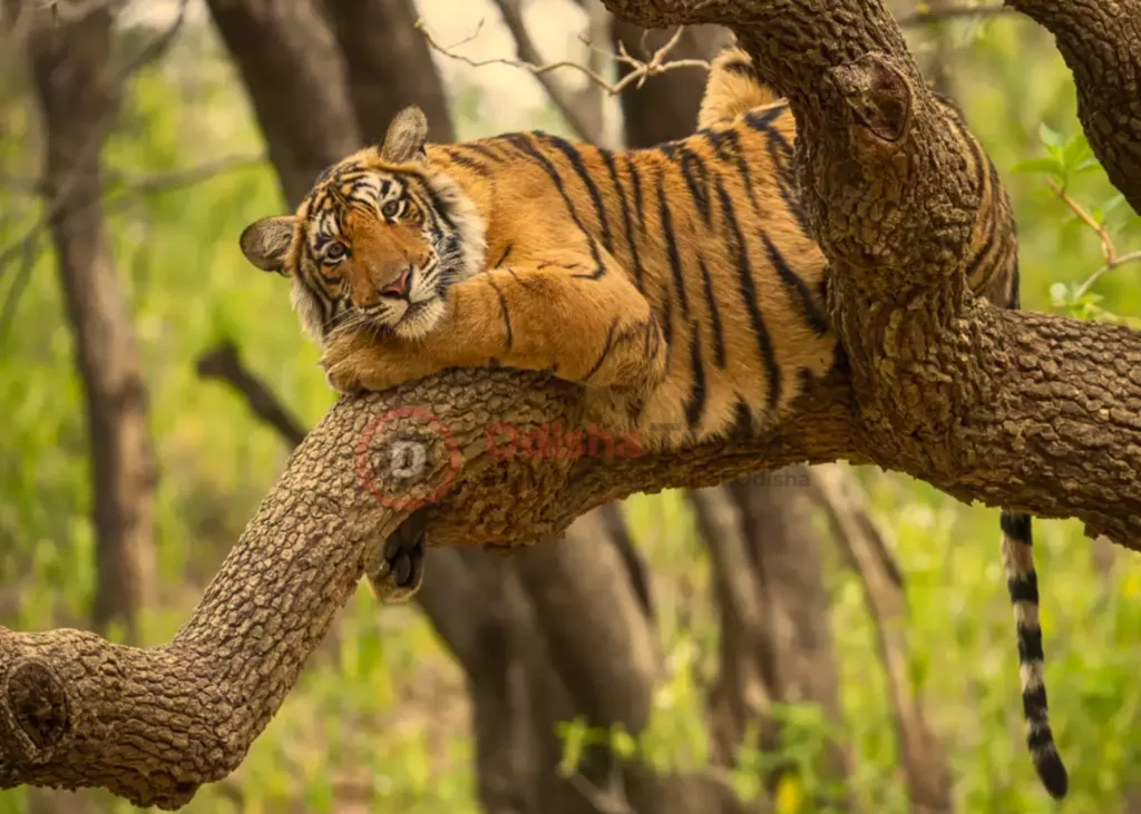 Similipal Tiger Reserve