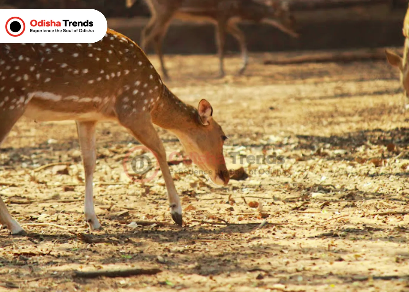 Kapilash Science Park, Dhenkanal