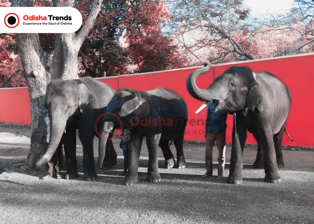 Zoological Park,kapilash