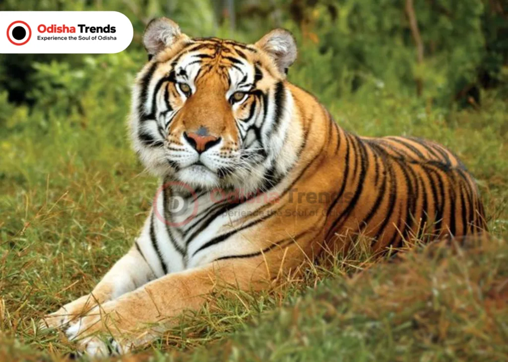 Similipal National Park